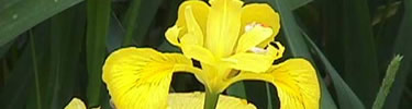 yellow iris
